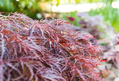 Dunkelroter Schlitzahorn 'Garnet' - Acer palmatum 'Dissectum Garnet'