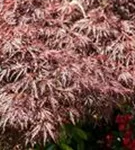 Dunkelroter Schlitzahorn 'Garnet' - Acer palmatum 'Dissectum Garnet'