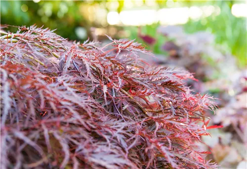 Dunkelroter Schlitzahorn 'Garnet' - Acer palmatum 'Dissectum Garnet'