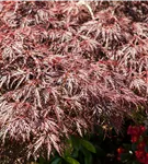 Dunkelroter Schlitzahorn 'Garnet' - Acer palmatum 'Dissectum Garnet'