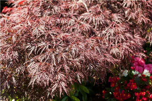 Dunkelroter Schlitzahorn 'Garnet' - Acer palmatum 'Dissectum Garnet'