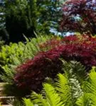 Synonym - Acer palmatum 'Garnet'