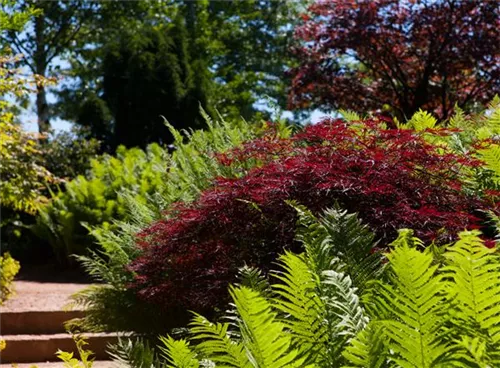 Synonym - Acer palmatum 'Garnet'