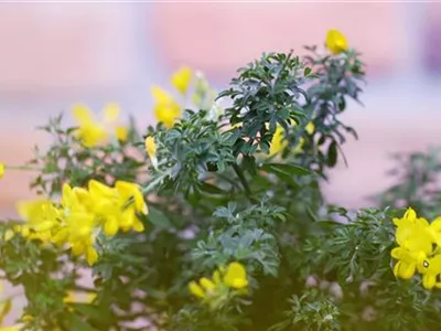 Ginster - Einpflanzen im Garten