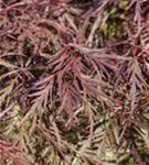 Synonym - Acer palmatum 'Garnet'