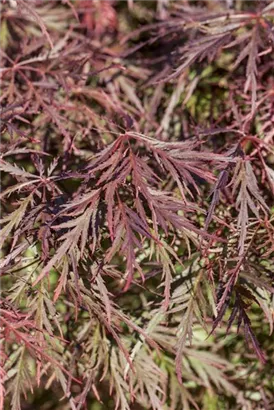 Synonym - Acer palmatum 'Garnet'