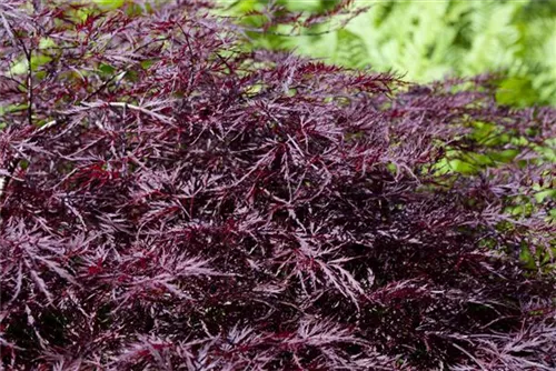 Synonym - Acer palmatum 'Garnet'