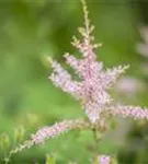 Kahle Garten-Prachtspiere - Astilbe glaberrima 'Hennie Graafland'