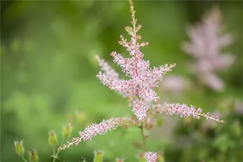 Kahle Garten-Prachtspiere - Astilbe glaberrima 'Hennie Graafland'