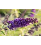 Sommerflieder 'Black Knight' - Buddleja 'Black Knight' - Wildgehölze