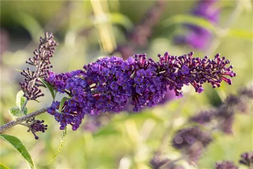 Sommerflieder 'Black Knight' - Buddleja 'Black Knight' - Wildgehölze