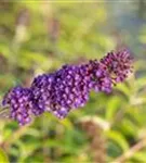 Sommerflieder 'Black Knight' - Buddleja 'Black Knight'