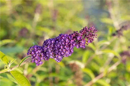 Sommerflieder 'Black Knight' - Buddleja 'Black Knight'