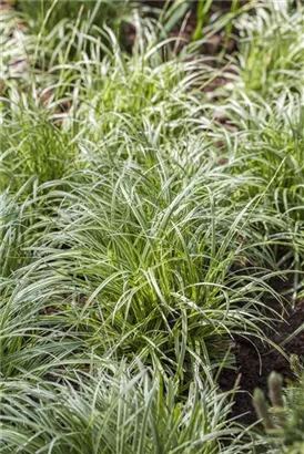 Garten-Segge - Carex morrowii 'Silver Sceptre'