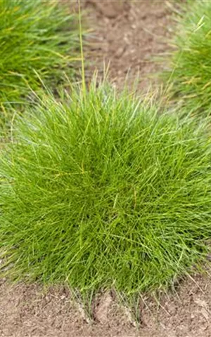 Festuca gautieri