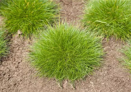 Festuca gautieri - Bärenfell-Schwingel