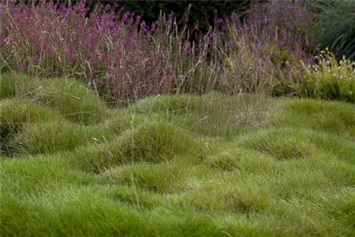 Bärenfell-Schwingel - Festuca gautieri