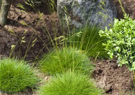 Festuca gautieri 'Pic Carlit' - Zwergiger Bärenfell-Schwingel