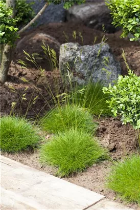 Bärenfell-Schwingel - Festuca gautieri