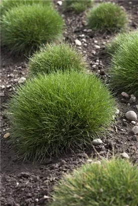 Bärenfell-Schwingel - Festuca gautieri