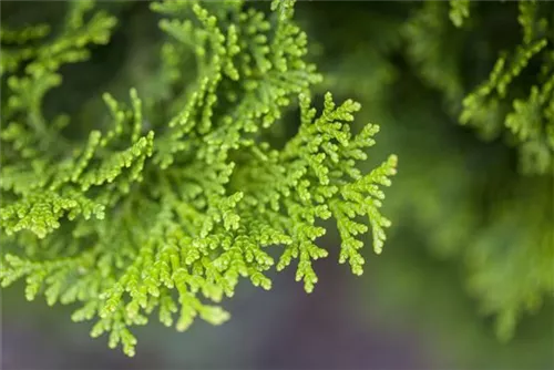 Kleine Muschelzypresse 'Nana Gracilis' - Chamaecyparis obtusa 'Nana Gracilis'