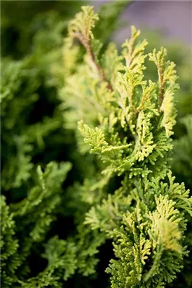 Kleine Muschelzypresse 'Nana Gracilis' - Chamaecyparis obtusa 'Nana Gracilis'