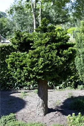 Kleine Muschelzypresse 'Nana Gracilis' - Chamaecyparis obtusa 'Nana Gracilis'