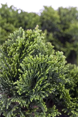 Kleine Muschelzypresse 'Nana Gracilis' - Chamaecyparis obtusa 'Nana Gracilis'