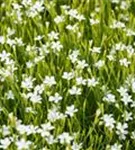 Garten-Heide-Nelke - Dianthus deltoides 'Albus'