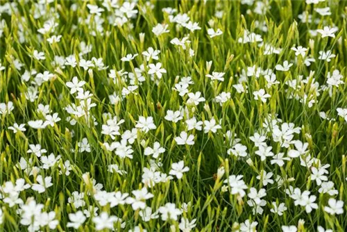 Garten-Heide-Nelke - Dianthus deltoides 'Albus'