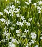 Garten-Heide-Nelke - Dianthus deltoides 'Albus'