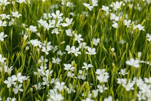 Garten-Heide-Nelke - Dianthus deltoides 'Albus'