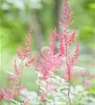 Kahle Garten-Prachtspiere - Astilbe simplicifolia 'Sprite'