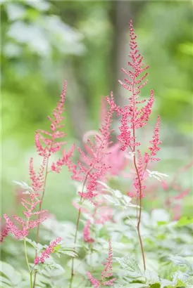 Kahle Garten-Prachtspiere - Astilbe simplicifolia 'Sprite'