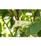 Hartriegel - Cornus sericea 'Flaviramea'