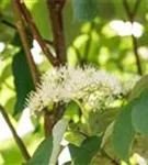 Niedriger Etagen-Hartriegel - Cornus alternifolia - Formgehölze