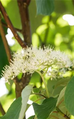 Cornus sericea 'Flaviramea'