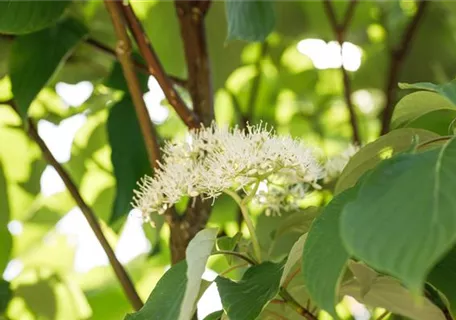 Cornus alternifolia - Formgehölze - Niedriger Etagen-Hartriegel