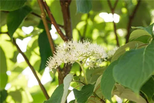 Hartriegel - Cornus sericea 'Flaviramea'