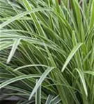 Bunte Garten-Segge - Carex morrowii 'Variegata'