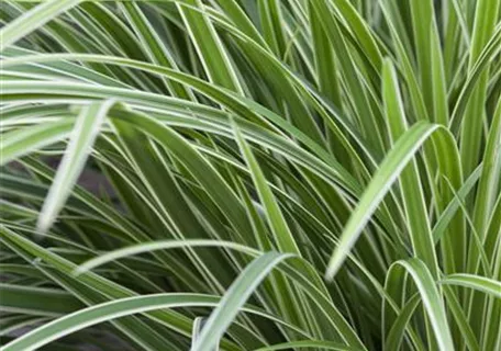 Carex morrowii 'Variegata' - Bunte Garten-Segge