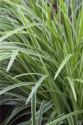 Bunte Garten-Segge - Carex morrowii 'Variegata'