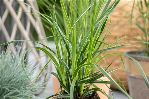 Bunte Garten-Segge - Carex morrowii 'Variegata'