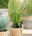 Bunte Garten-Segge - Carex morrowii 'Variegata'