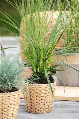 Bunte Garten-Segge - Carex morrowii 'Variegata'