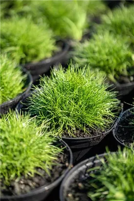 Zwergiger Bärenfell-Schwingel - Festuca gautieri 'Pic Carlit'