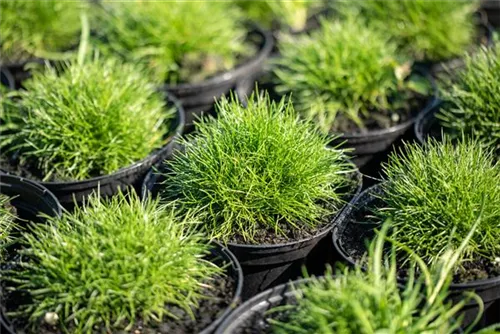 Zwergiger Bärenfell-Schwingel - Festuca gautieri 'Pic Carlit'