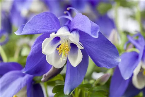 Mittelhohe Garten-Akelei - Aquilegia flab.'Spring Magic Blau-Weiß'