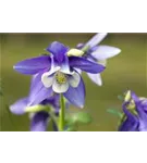 Mittelhohe Garten-Akelei - Aquilegia flab.'Spring Magic Blau-Weiß'