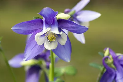 Mittelhohe Garten-Akelei - Aquilegia flab.'Spring Magic Blau-Weiß'